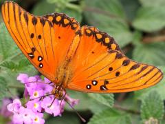 (Gulf Fritillary) upperside