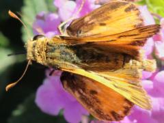 (Fiery Skipper) male upperside