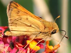 (Fiery Skipper) five underside