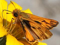 (Fiery Skipper) two lateral