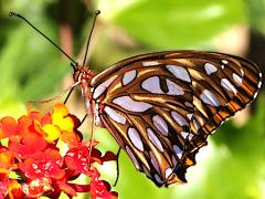 (Gulf Fritillary) underside