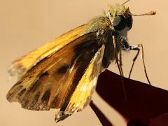 (Fiery Skipper) underside