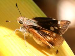 (Umber Skipper) profile