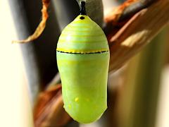 (Monarch) chrysalis