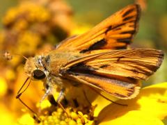 (Fiery Skipper) profile