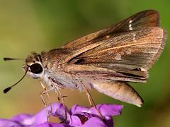 (Eufala Skipper) lateral