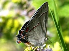 (Gray Hairstreak) underside