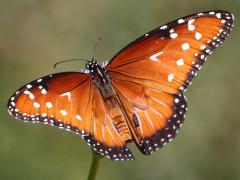 (Queen) male upperside (Queen) male upperside