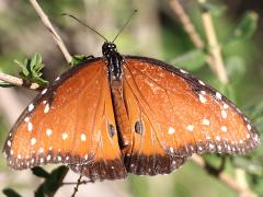 (Queen) male upperside (Queen) male upperside