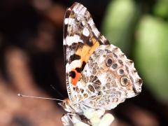 (Painted Lady) underside (Painted Lady) underside