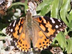 (Painted Lady) upperside (Painted Lady) upperside