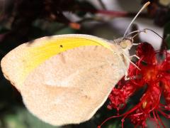 (Sleepy Orange) underside (Sleepy Orange) underside