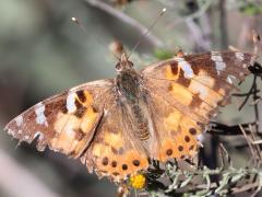 (Painted Lady) upperside