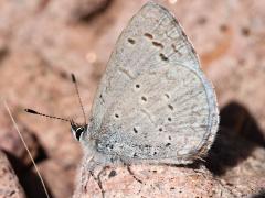 (Echo Azure) underside