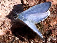 (Echo Azure) upperside