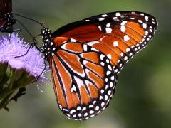 (Queen) male underside