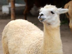 (Llama) standing (Llama) standing