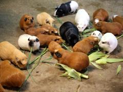 (Guinea Pig) herd (Guinea Pig) herd