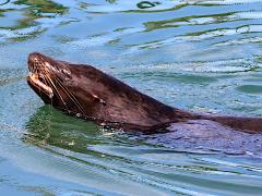 (California Sea Lion) female swimming