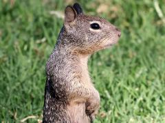 (California Ground Squirrel) standing