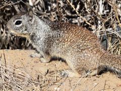 (California Ground Squirrel) profile