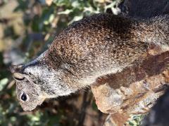 (California Ground Squirrel) rear