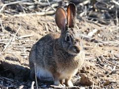 (Desert Cottontail) profile