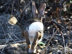 (Desert Cottontail) tail