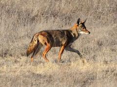 (Coyote) walking