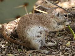 (Round-tailed Ground Squirrel) nibbling (Round-tailed Ground Squirrel) nibbling