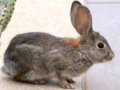 (Desert Cottontail) crouches (Desert Cottontail) crouches