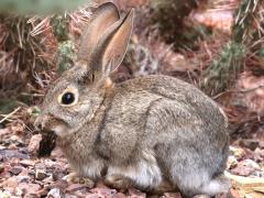 (Desert Cottontail) nibbles (Desert Cottontail) nibbles
