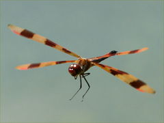 (Halloween Pennant) male hovering