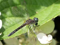 (Blue Dasher) female