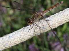 (Common Darter) female dorsal (Common Darter) female dorsal