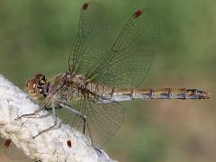 (Common Darter) female lateral (Common Darter) female lateral