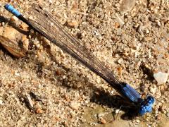 (Blue-fronted Dancer) male dorsal