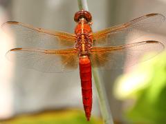 (Neon Skimmer) male dorsal