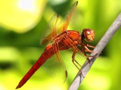 (Neon Skimmer) male lateral