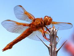 (Flame Skimmer) female ventral (Flame Skimmer) female ventral