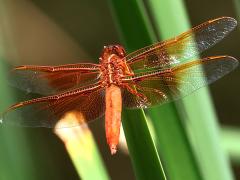 (Flame Skimmer) male dorsal (Flame Skimmer) male dorsal