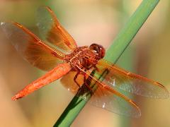 (Flame Skimmer) male lateral (Flame Skimmer) male lateral