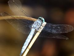 (Blue Dasher) male dorsal (Blue Dasher) male dorsal