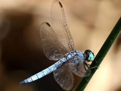 (Blue Dasher) male lateral (Blue Dasher) male lateral