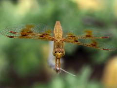 (Mexican Amberwing) female face