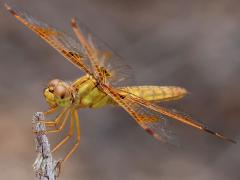 (Mexican Amberwing) female lateral