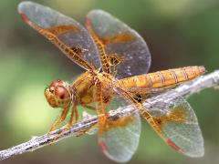 (Mexican Amberwing) female profile