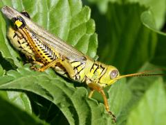 (Differential Grasshopper) male profile