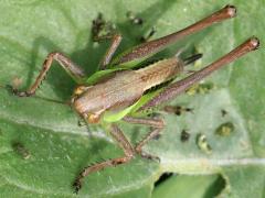 (Parapholidoptera Shieldback) female frontal