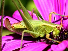 (Mexican Bush Katydid) female nymph profile